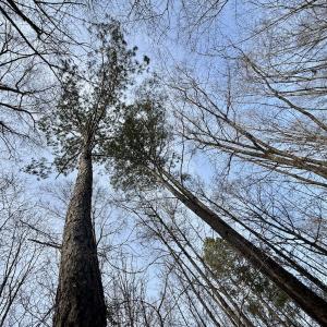 Photo #26 of Off Highway 308, Rich Square, NC 15.7 acres