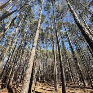 Photo #13 of 1012 S Halifax Rd, Rocky Mount, NC 20.0 acres