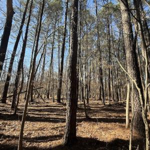 Photo #7 of 1012 S Halifax Rd, Rocky Mount, NC 20.0 acres