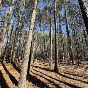 Photo #29 of 1012 S Halifax Rd, Rocky Mount, NC 20.0 acres