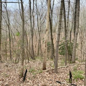 Photo #15 of Off Big Rock Ln, Lowgap, NC 7.0 acres