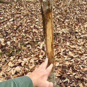 Photo #9 of Off Big Rock Ln, Lowgap, NC 7.0 acres