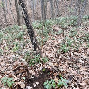 Photo #11 of Off Big Rock Ln, Lowgap, NC 7.0 acres