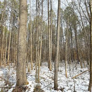 Photo #28 of Off Moonlight Rd., Emporia, VA 29.1 acres