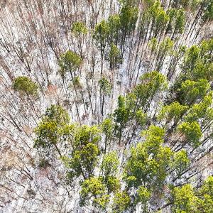 Photo #29 of Off Moonlight Rd., Emporia, VA 29.1 acres