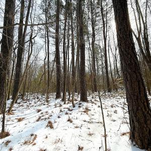 Photo #30 of Off Moonlight Rd., Emporia, VA 29.1 acres