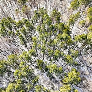 Photo #31 of Off Moonlight Rd., Emporia, VA 29.1 acres