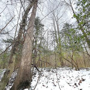 Photo #12 of Off Moonlight Rd., Emporia, VA 29.1 acres