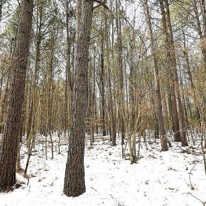 Photo #19 of Off Moonlight Rd., Emporia, VA 29.1 acres