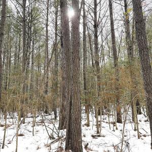 Photo #20 of Off Moonlight Rd., Emporia, VA 29.1 acres