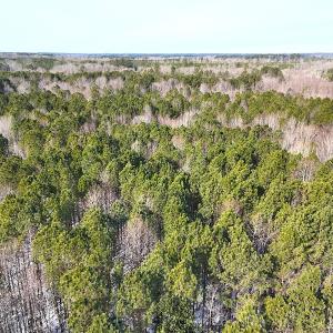 Photo #24 of Off Moonlight Rd., Emporia, VA 29.1 acres