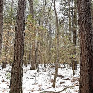 Photo #25 of Off Moonlight Rd., Emporia, VA 29.1 acres