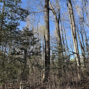 Photo #17 of Off Courthouse Road, Waverly, VA 10.2 acres