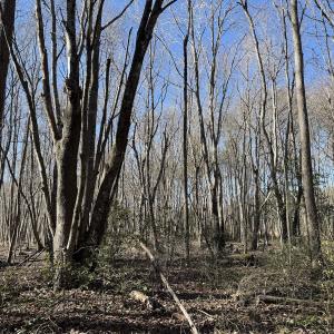 Photo #9 of Off Courthouse Road, Waverly, VA 10.2 acres