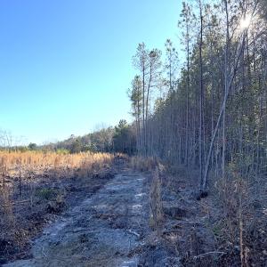 Photo #15 of Off Courthouse Road, Waverly, VA 31.5 acres