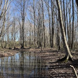 Photo #23 of Off Courthouse Road, Waverly, VA 31.5 acres