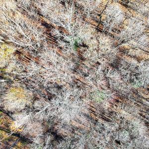 Photo #25 of Off Courthouse Road, Waverly, VA 31.5 acres