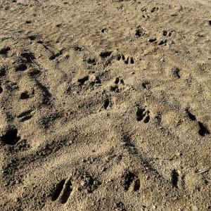 Photo #9 of Off Courthouse Road, Waverly, VA 31.5 acres