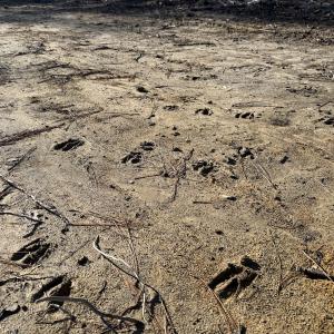 Photo #12 of Off Courthouse Road, Waverly, VA 31.5 acres