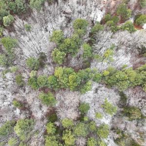 Photo #18 of Off Mt Pleasant Church Road, Manson, NC 12.6 acres