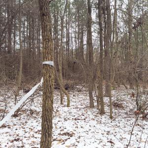 Photo #24 of Off Mt Pleasant Church Road, Manson, NC 12.6 acres