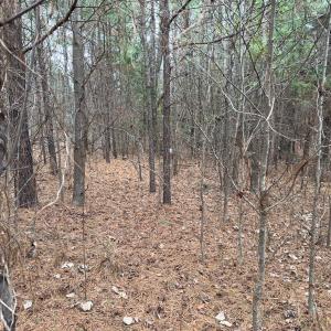 Photo #30 of Off Mt Pleasant Church Road, Manson, NC 12.6 acres