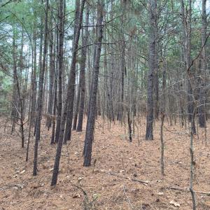 Photo #33 of Off Mt Pleasant Church Road, Manson, NC 12.6 acres