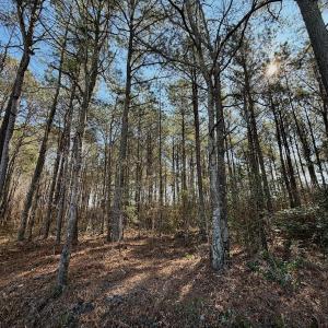 Photo #10 of  Off Sandy Ridge Road, Tyner, NC 36.2 acres