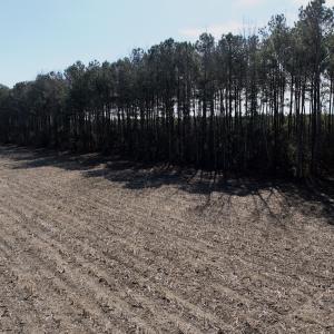 Photo #12 of  Off Sandy Ridge Road, Tyner, NC 36.2 acres