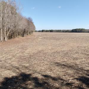 Photo #14 of  Off Sandy Ridge Road, Tyner, NC 36.2 acres