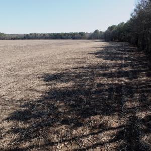 Photo #4 of  Off Sandy Ridge Road, Tyner, NC 36.2 acres
