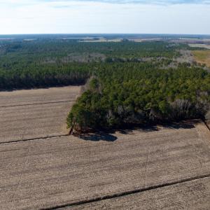 Photo #5 of  Off Sandy Ridge Road, Tyner, NC 36.2 acres