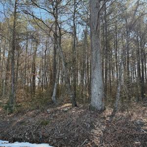 Photo #32 of  Off Sandy Ridge Road, Tyner, NC 36.2 acres