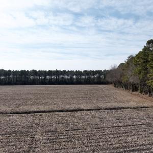 Photo #37 of  Off Sandy Ridge Road, Tyner, NC 36.2 acres