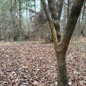 Photo #35 of Off Mt Pleasant Church Road, Manson, NC 12.6 acres