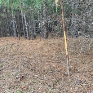 Photo #9 of Off Mt Pleasant Church Road, Manson, NC 12.6 acres