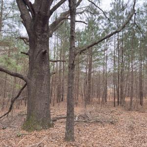 Photo #41 of Off Mt Pleasant Church Road, Manson, NC 12.6 acres