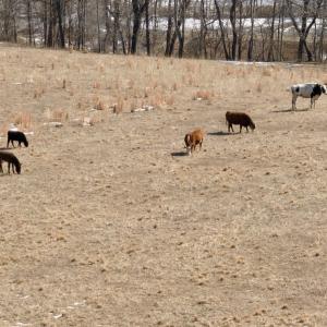 Photo #14 of  Off of Stevens Chapel Road,,  Blue Ridge, VA 50.1 acres