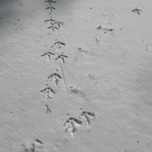 Photo #17 of  Off of Stevens Chapel Road,,  Blue Ridge, VA 50.1 acres