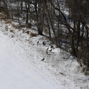 Photo #20 of  Off of Stevens Chapel Road,,  Blue Ridge, VA 50.1 acres