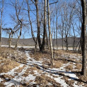 Photo #8 of  Off of Stevens Chapel Road,,  Blue Ridge, VA 50.1 acres