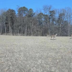 Photo #37 of  Off of Stevens Chapel Road,,  Blue Ridge, VA 50.1 acres