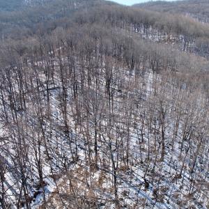 Photo #53 of  Off of Stevens Chapel Road,,  Blue Ridge, VA 50.1 acres