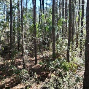 Photo #14 of Off Creek Place Rd, Arapahoe, NC 8.2 acres