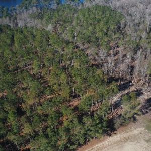 Photo #30 of 2249 Joann Branch rd, Lake View, SC 22.3 acres