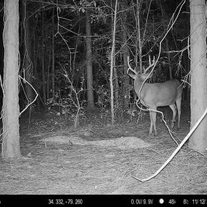 Photo #25 of 2249 Joann Branch rd, Lake View, SC 22.3 acres