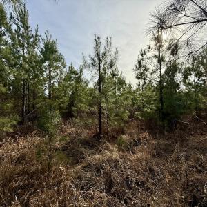 Photo #10 of Off Old Washington Rd, Vanceboro, NC 43.0 acres