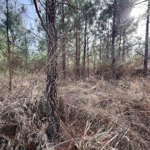 Photo #11 of Off Old Washington Rd, Vanceboro, NC 43.0 acres