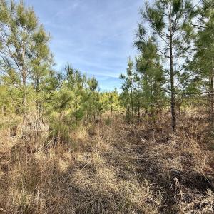 Photo #12 of Off Old Washington Rd, Vanceboro, NC 43.0 acres