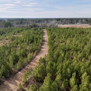 Photo #16 of Off Old Washington Rd, Vanceboro, NC 43.0 acres